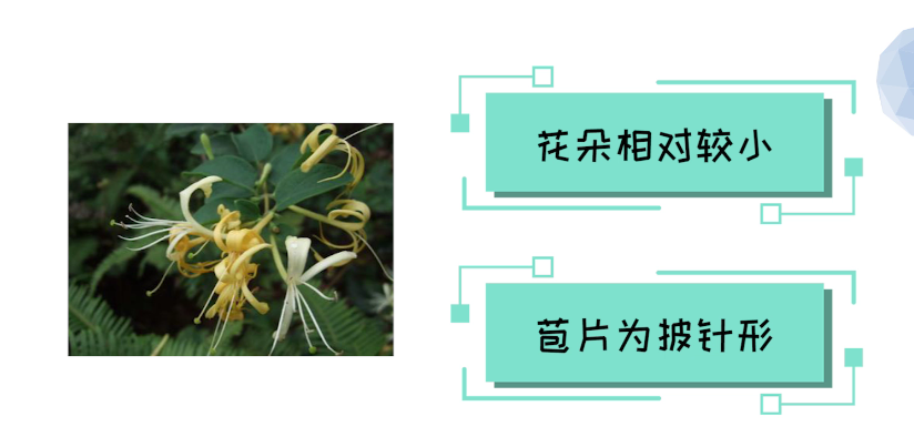 山银花和金银花的区别