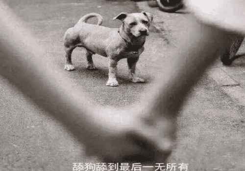 舔狗是自嘲的意思吗 有哪几种心理活动