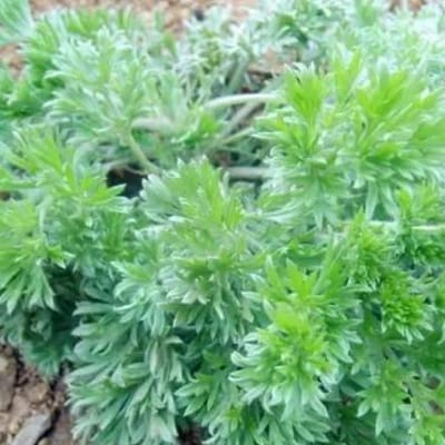 白蒿能治黄疸吗 多少钱一斤