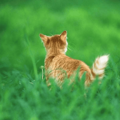 猫离家出走会回来吗 回来几率有大