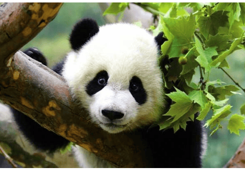 熊猫为什么是国宝 只有中国有吗