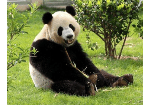熊猫为什么是国宝 只有中国有吗