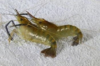 海虾与河虾的区别是什么?详解哪个更有营养