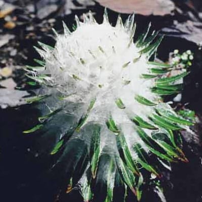 雪莲花的功效与作用 能治风湿病吗