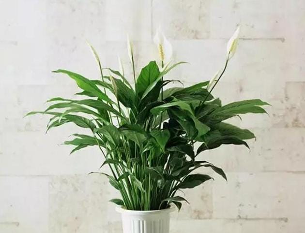 春节祝福,送长辈,朋友这15种花束,春节祝福,送长辈、朋友这15种花!