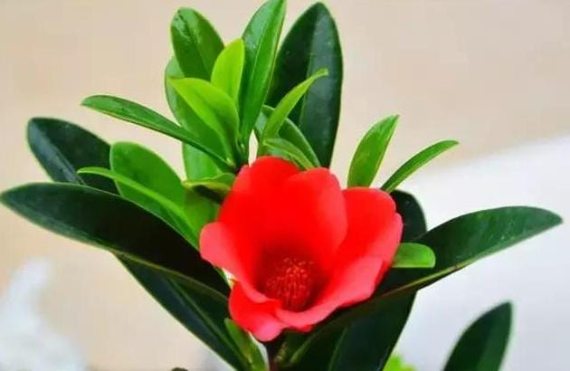春节祝福,送长辈,朋友这15种花束,春节祝福,送长辈、朋友这15种花!