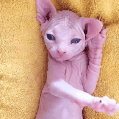 世界上最丑的猫叫什么名字 斯芬克斯无毛猫多少钱一只