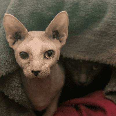 世界上最丑的猫叫什么名字 斯芬克斯无毛猫多少钱一只