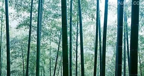 铁钴镍元素礼物,紫色的水晶有哪些?