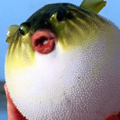 河豚中毒的症状有哪些 为什么会鼓起来