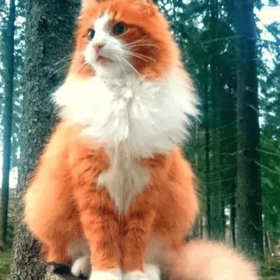 橘猫是什么品种 是中华田园猫吗