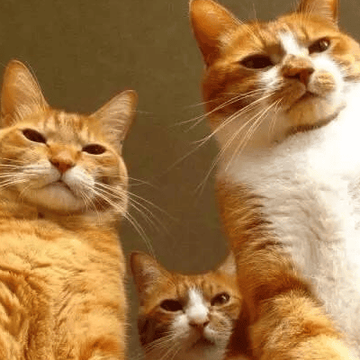 橘猫是什么品种 是中华田园猫吗