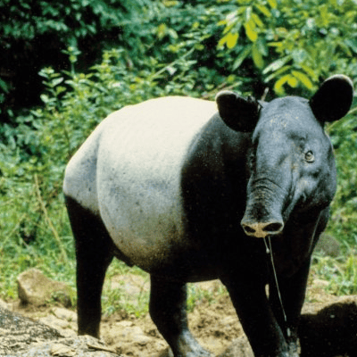 哪里可以看到亚洲貘 是保护动物吗