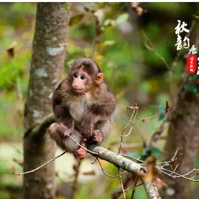 唐家河红叶什么时候红 乘车线路是怎样的