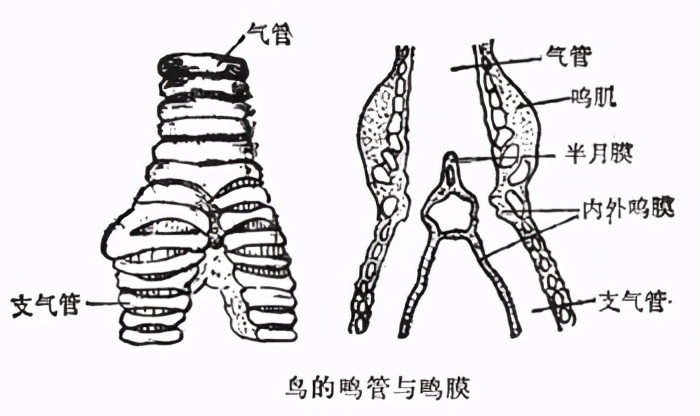 鹦鹉为什么会说话（有的鹦鹉真的会模仿人类说话吗）