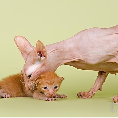 彼得秃猫好养吗 寿命是多久