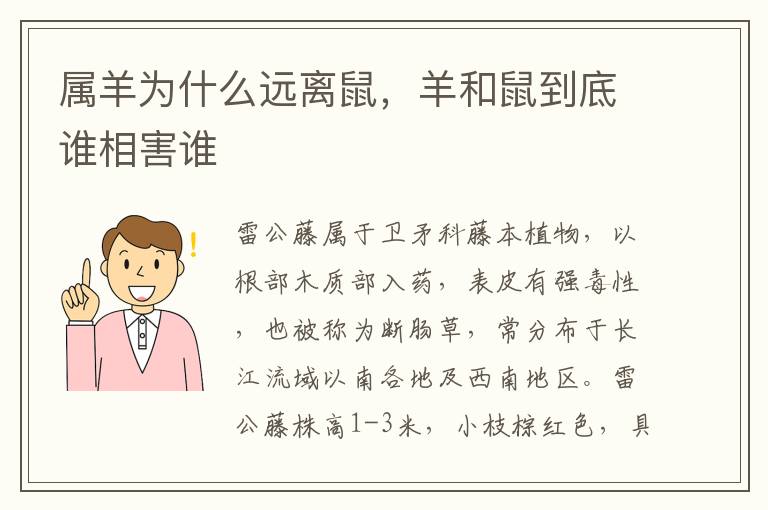 属羊为什么远离鼠，属羊鼠羊羊和鼠到底谁相害谁