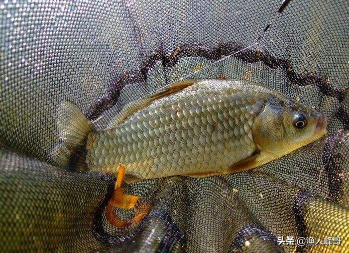 水库钓鲫鱼方法和技巧（想要在水库钓鲫鱼最关键的是什么）