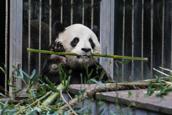 大熊猫除了竹子还吃什么 大熊猫除了竹子还吃什么东西