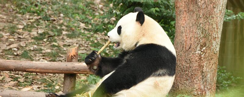 大熊猫除了竹子还吃什么 大熊猫除了竹子还吃什么东西