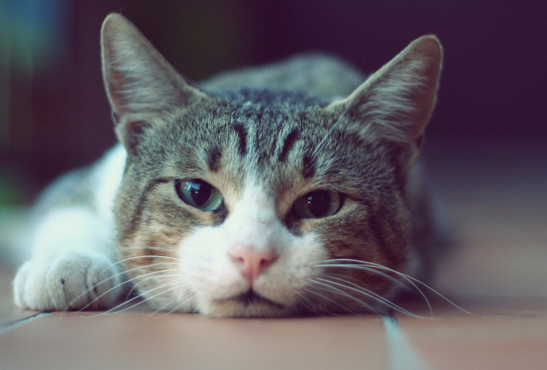 猫咪为什么喜欢蹭人 为什么会发出咕咕的声音