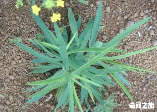 可以预报天气的植物有哪些（世界十大天气预报植物）