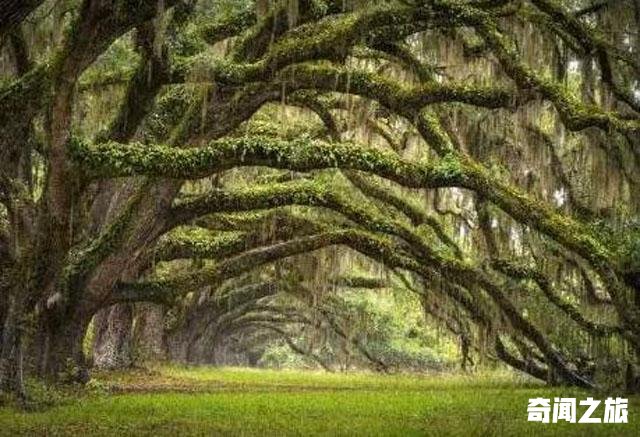 年龄最大的树有多少岁（世界十大最古老树木图片）