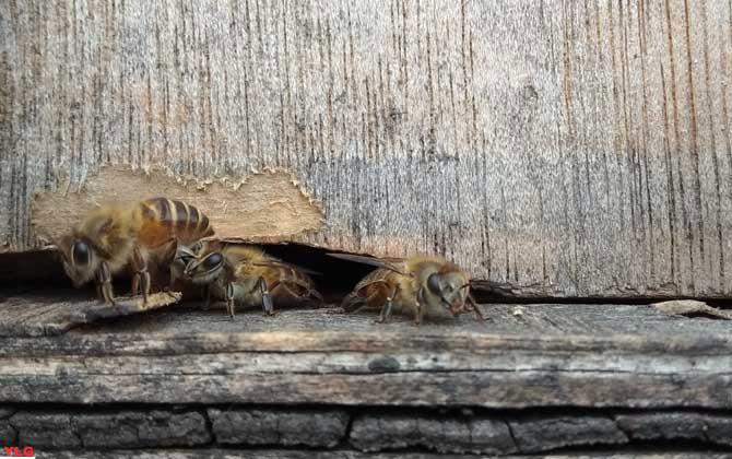 蜂王的死亡是否会导致蜂群的流散与迁徙