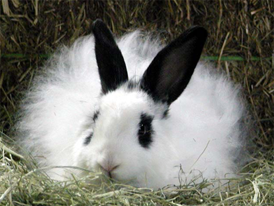 长毛兔养殖前景 兔毛价格是多少