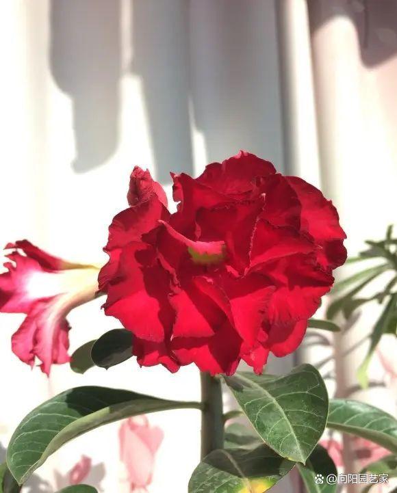沙漠玫瑰最怕水，少浇水，它就养不死，夏天还能开红花！