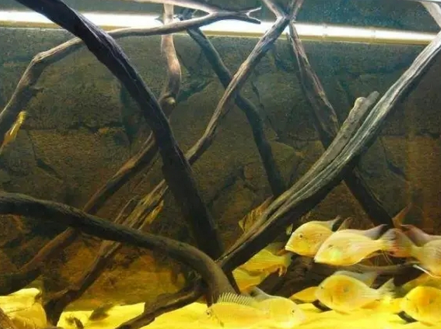 沉木黄水解决办法 对鱼有害吗